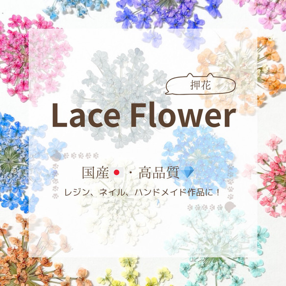 レースフラワー　10枚　押し花　全23色　季節のお花　レジン　ネイル　ハンドメイド　花材 1枚目の画像
