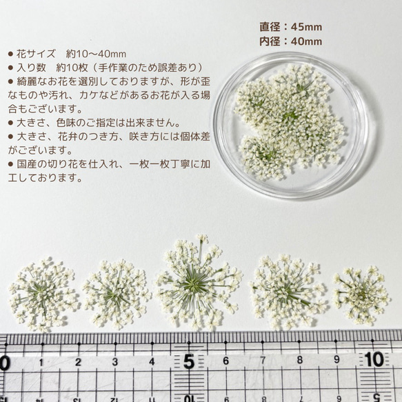 レースフラワー　10枚　押し花　全23色　季節のお花　レジン　ネイル　ハンドメイド　花材 10枚目の画像