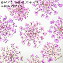 レースフラワー　10枚　押し花　全23色　季節のお花　レジン　ネイル　ハンドメイド　花材 9枚目の画像