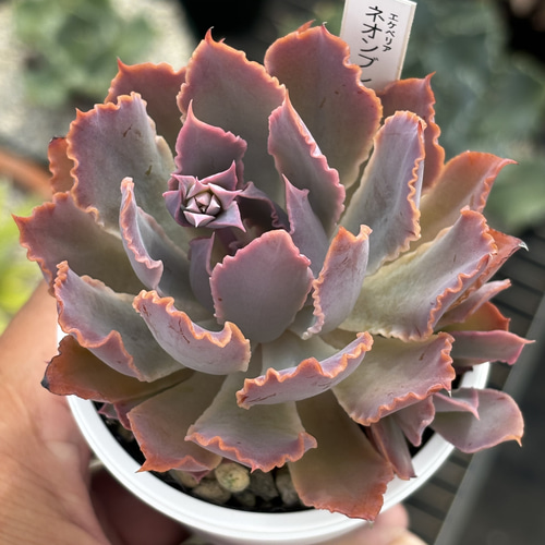 人気品種！☆ネオンブレーカーズ 多肉植物 自家栽培 国産 多肉植物 美