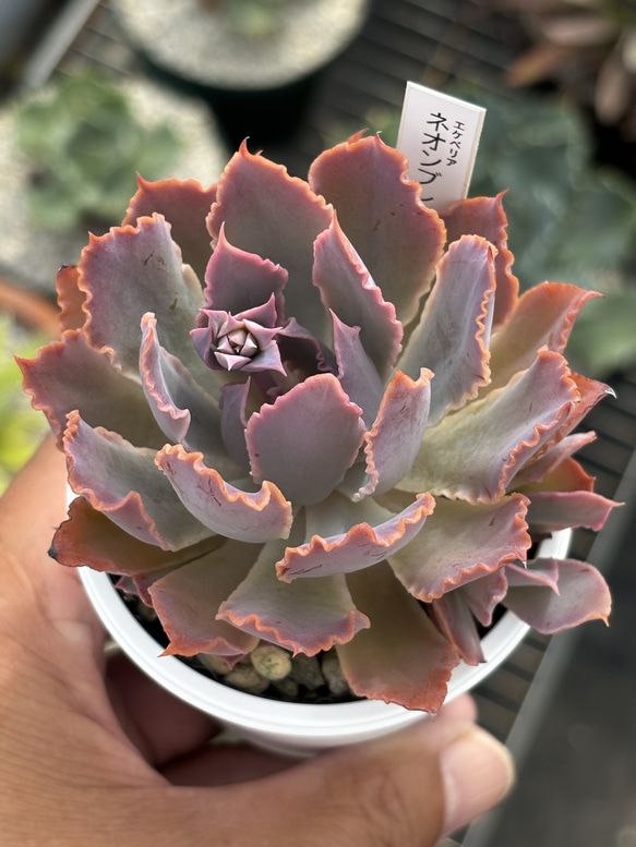 ネオンブレーカーズ 錦 厳選美苗 レア種 1点物 多肉植物 エケベリア 人気品種！☆ネオンブレーカーズ 多肉植物 自家栽培 国産 多肉