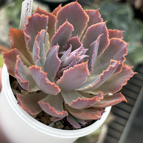 人気品種！☆ネオンブレーカーズ 多肉植物 自家栽培 国産 多肉植物 美