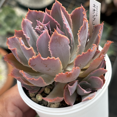 人気品種！☆ネオンブレーカーズ 多肉植物 自家栽培 国産 多肉植物 美