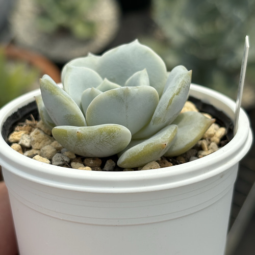 人気レア品種！☆ぺったん 多肉植物 自家繁殖 国産 多肉植物 美