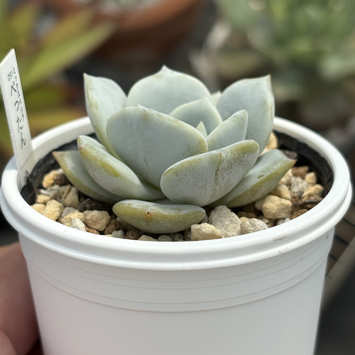 多肉植物 レア品種 Let's Be 多肉植物 レア品種 Let's Be 【公式通販】