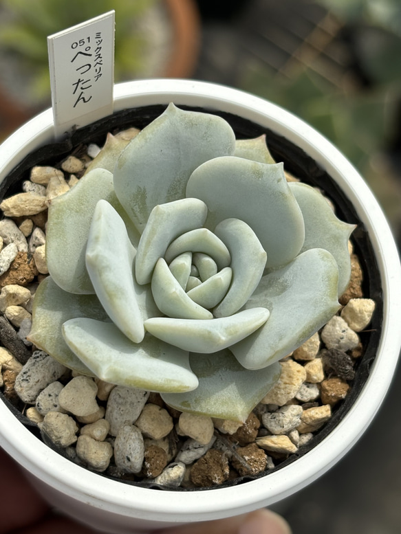 人気レア品種！☆ぺったん 多肉植物 自家繁殖 国産 多肉植物 美