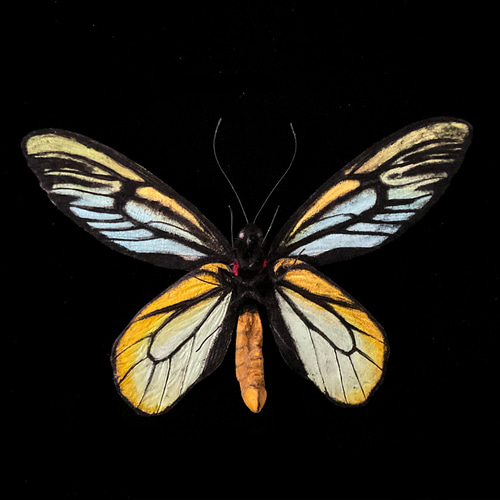 アレクサンドラトリバネアゲハ(14.5cm) | 精密レプリカ | 蝶標本
