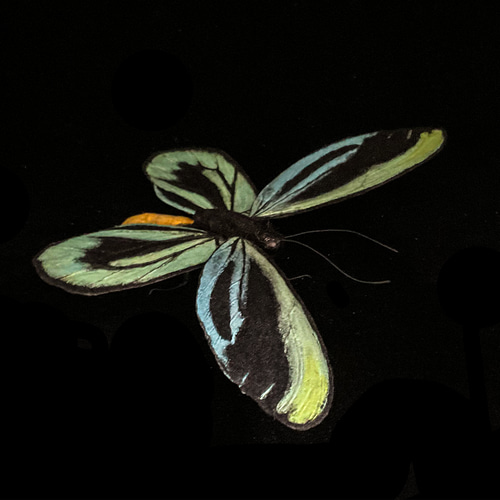 アレクサンドラトリバネアゲハ(14.5cm) | 精密レプリカ | 蝶標本