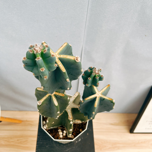 現品］♡かわいい♡ 64番 柱サボテン 鬼面角 ブランチ 5号 観葉植物