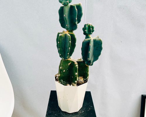 現品］♡かわいい♡ 64番 柱サボテン 鬼面角 ブランチ 5号 観葉植物