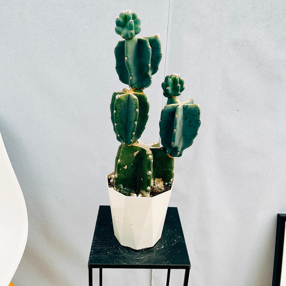 ［現品］10番　柱サボテン　鬼面角 ブランチ　3本植え　8号　観葉植物　室内 現品］33番 柱サボテン 鬼面角 ブランチ 大 8号 観葉植物 室内