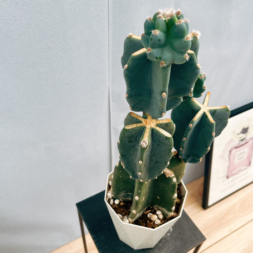 柱サボテン鬼面角ブランチ ５段 ♢送料無料♢ 現品］33番 柱サボテン 鬼面角 ブランチ 5号 観葉植物 室内