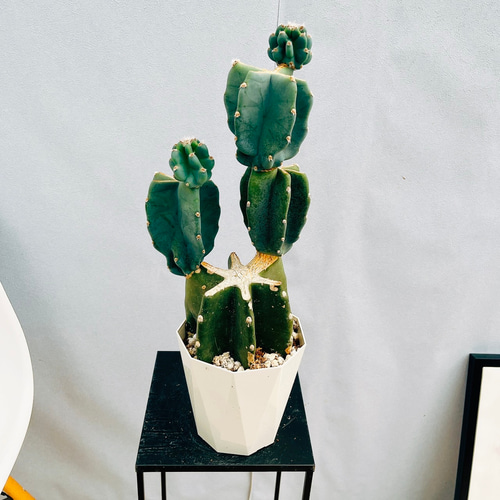 現品］♡かわいい♡ 64番 柱サボテン 鬼面角 ブランチ 5号 観葉植物