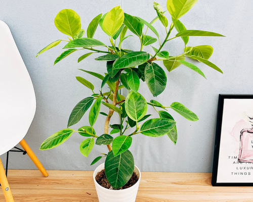 フィカス　アルテシマ　曲がり　3【現品】観葉植物　室内　大型 現品］31番 フィカス アルテシマ 曲がり 7号 観葉植物 室内 ゴム