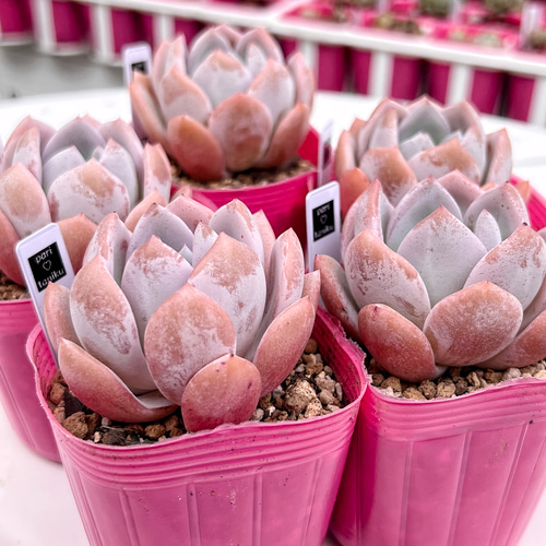 多肉植物 ドド 韓国苗 多肉植物 pariʚ❤︎ɞtaniku 通販