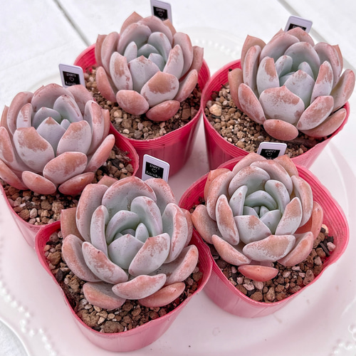 多肉植物 ドド 韓国苗 多肉植物 pariʚ❤︎ɞtaniku 通販