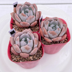 多肉植物　ピンクリップスティック　韓国苗 多肉植物 ピンクリップスティック 韓国苗 - メルカリ