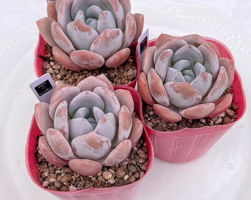 420f079174a63a475a51f48d7b210d