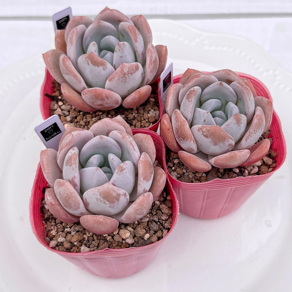 多肉植物 ドド 韓国苗 多肉植物 pariʚ❤︎ɞtaniku 通販