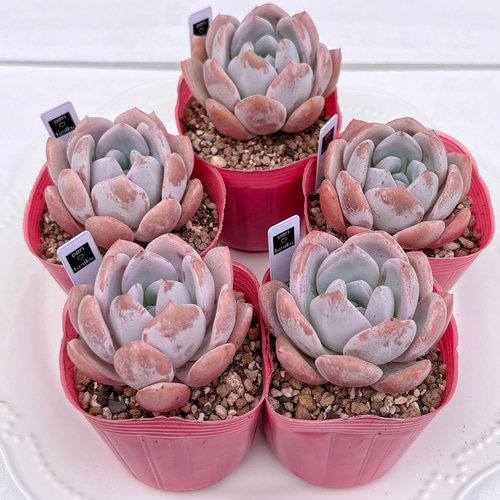 多肉植物 ドド 韓国苗 多肉植物 pariʚ❤︎ɞtaniku 通販