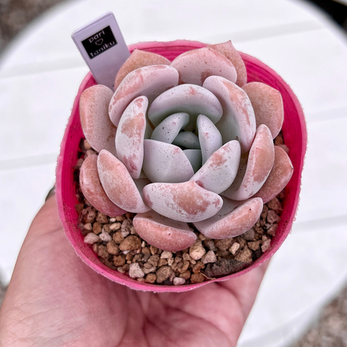 多肉植物 ドド 韓国苗 多肉植物 pariʚ❤︎ɞtaniku 通販