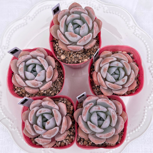 多肉植物 ドド 韓国苗 多肉植物 pariʚ❤︎ɞtaniku 通販