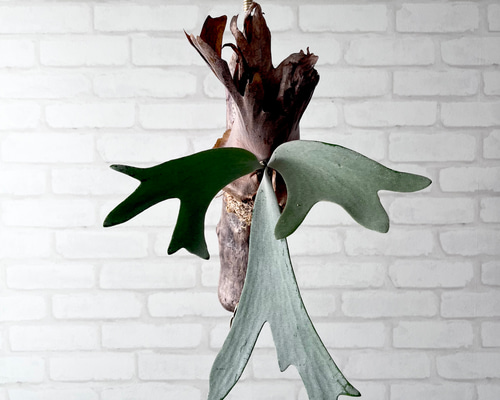 コウモリラン　ビカクシダ　ウィリンキー 楽天市場】(現品) ビカクシダ ウィリンキー ジオン (pup) (No