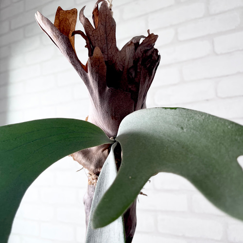 コウモリラン　ビカクシダ　流木ハンギング　グランデ ビカクシダ ウィリンキー コウモリラン 流木付け 観葉植物