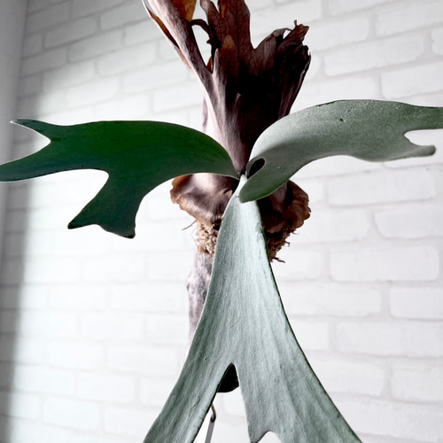 ビカクシダ ウィリンキー 板付 観葉植物 コウモリラン wi15 ビカクシダ ウィリンキー コウモリラン 流木付け 観葉植物