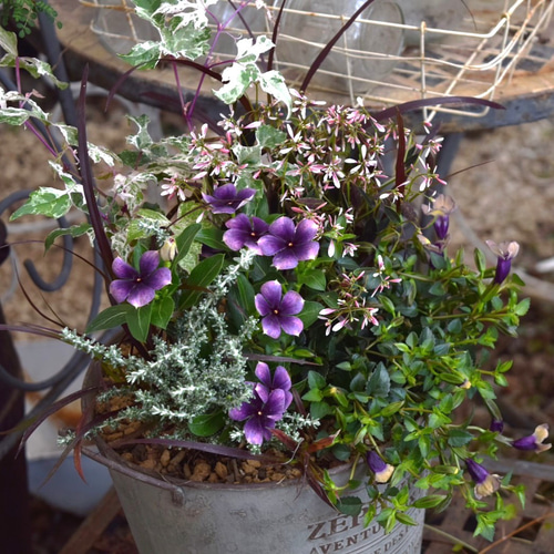 モネアンティークで魅せる」大人のアンティーク寄せ植え※寄せ植え完成