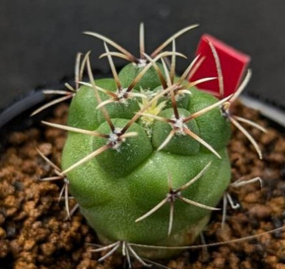 サボテン テロカクタス 緋冠竜 実生 【公式通販】