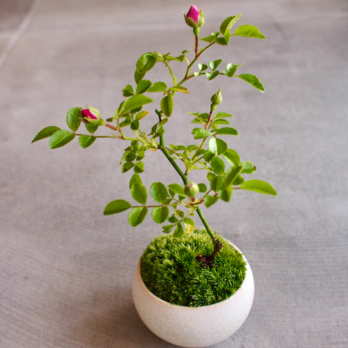 盆栽【テリハノイバラ】 テリハノイバラ｜ミニ盆栽｜ピンクの花 | 落葉低木｜バラの香りします