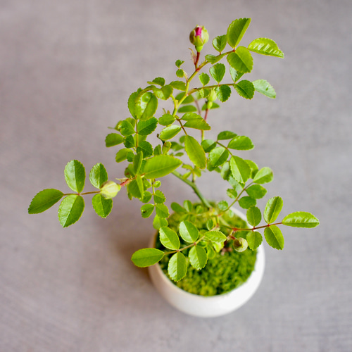 テリハノイバラ｜ミニ盆栽｜ピンクの花 | 落葉低木｜バラの香りします