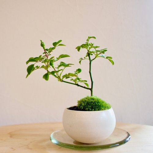 テリハノイバラ｜ミニ盆栽｜ピンクの花 | 落葉低木｜バラの香りします