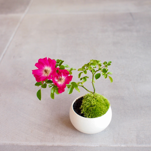 テリハノイバラ｜ミニ盆栽｜ピンクの花 | 落葉低木｜バラの香りします