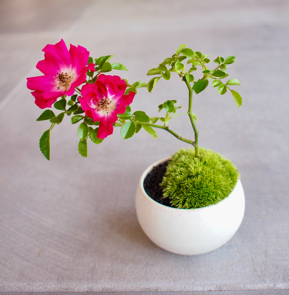 テリハノイバラ｜ミニ盆栽｜ピンクの花 | 落葉低木｜バラの香りします 