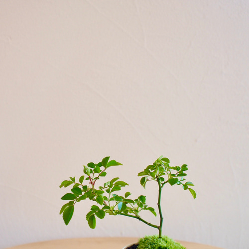 テリハノイバラ｜ミニ盆栽｜ピンクの花 | 落葉低木｜バラの香りします