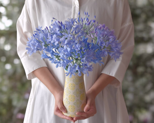 アケ様　　琉球*海花のたね アケ様 琉球*海花のたね