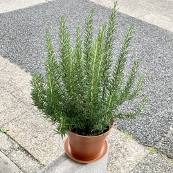 【幹太め♥新芽かなり動いてます】エバーフレッシュ ネムノキ 大型 鹿児島産】エバーフレッシュ ネムノキ 曲がり 大型 幹太 観葉植物