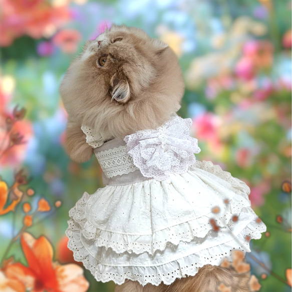 きれいめナチュラルレーシーコットンワンピースドレス/犬服猫服