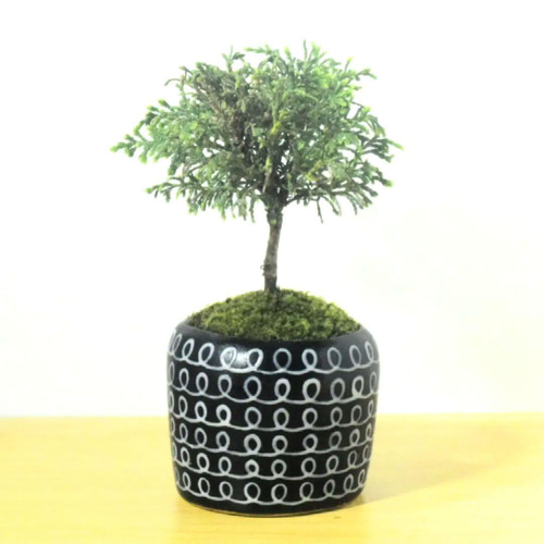 POTOCO 白芽椹 陶器鉢 植物 盆栽 観葉植物 かわいい 個性的 苔 盆栽