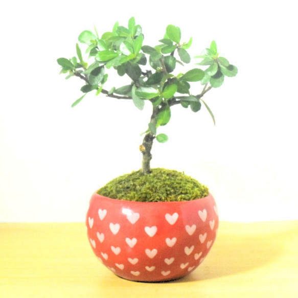 ハリツルマサキ小品盆栽3個セット マッコウ A3443☆ハリツルマサキ 花物実物 小品盆栽☆「送料無料」浦部