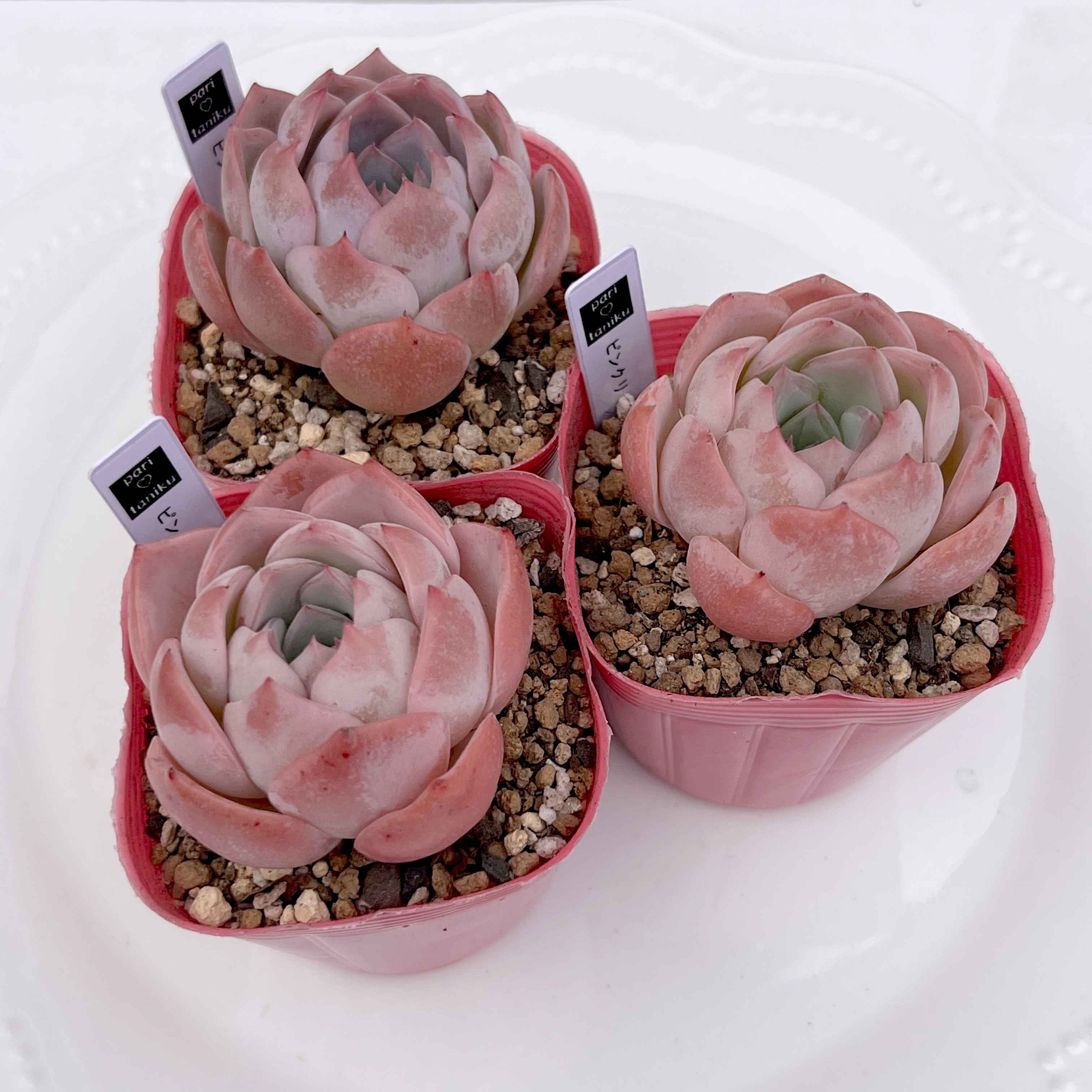 多肉植物　ピンクリップスティック　韓国苗 多肉植物　ピンクリップスティック　韓国苗