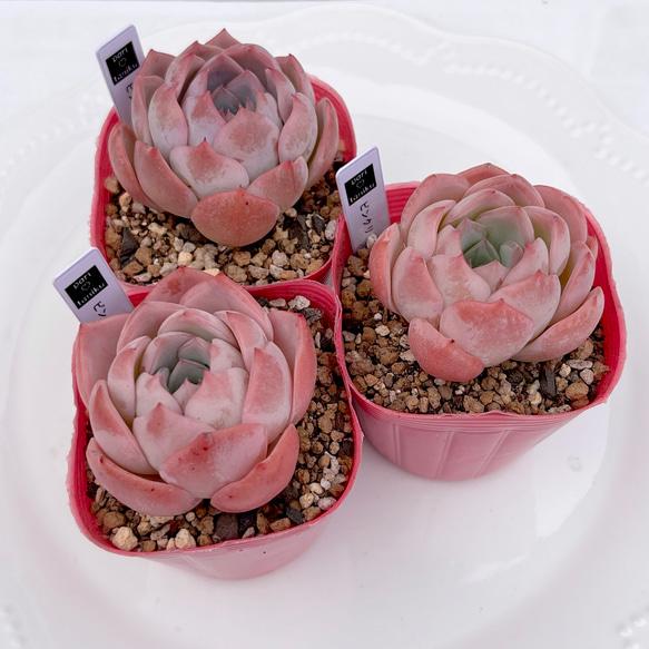 多肉植物 ピンクリップスティック 韓国苗 多肉植物 pariʚ