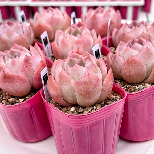 多肉植物　ピンクリップスティック　韓国苗 多肉植物 ピンクリップスティック 韓国苗 多肉植物 pariʚ