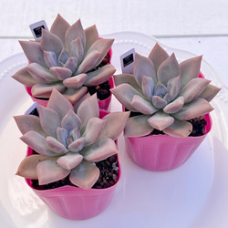 2025 New✨多肉植物 ソングフォーユー 韓国苗 多肉植物