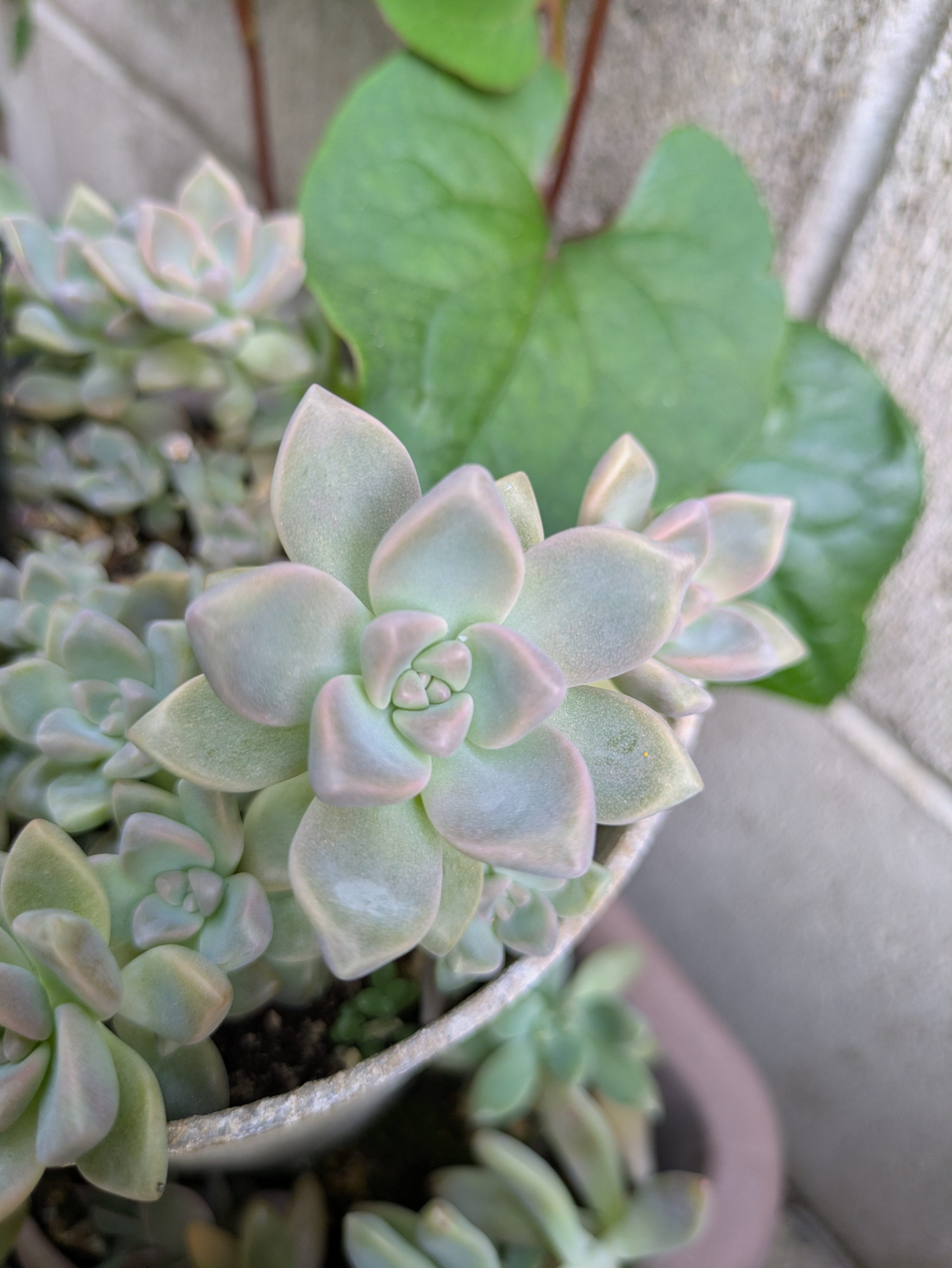 多肉植物カット苗　c 多肉植物カット苗　c