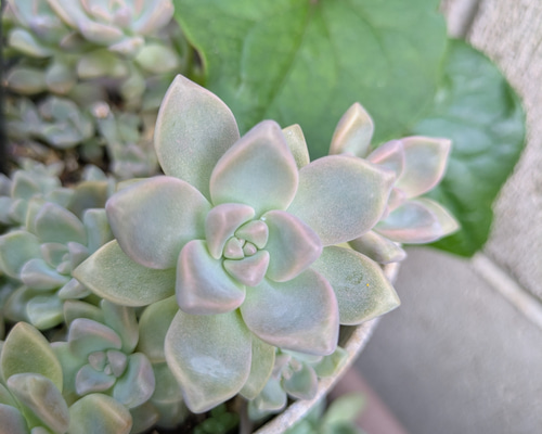 多肉植物　フローレンス錦　カット苗　極美斑、超美苗 多肉植物 フローレンス錦 カット苗 極美斑、超美苗 多肉植物