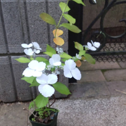 牡丹【花競⠀】大輪のピンクの代表花千重ね咲き見る角度により