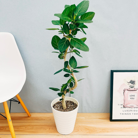 ［現品］7番　フィカス　ベンガレンシス　曲がり　8号　観葉植物　室内　ゴムの木 現品］☆おすすめ☆ 7番 フィカス ベンガレンシス 曲がり 8号 観葉植物